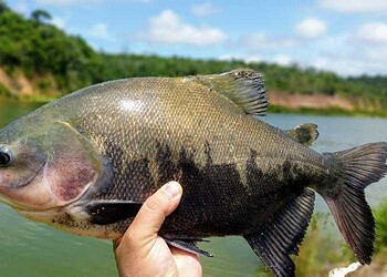 Sebrae recomenda delivery para venda do pescado na Semana Santa