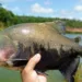 Sebrae recomenda delivery para venda do pescado na Semana Santa