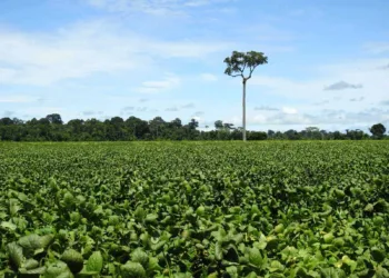 FOTO: EMBRAPA/AC