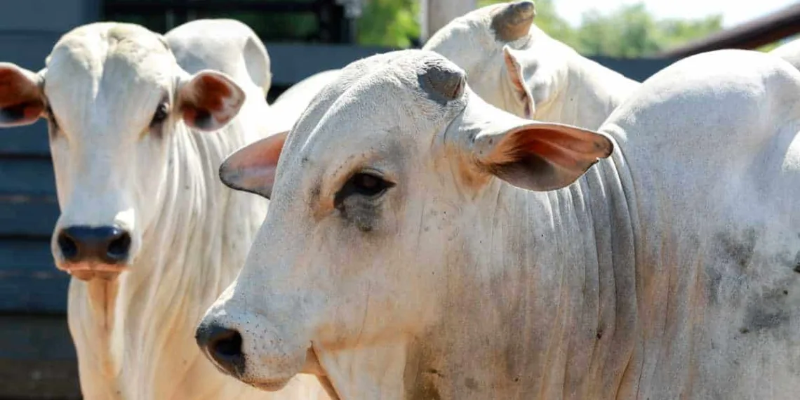 Governo federal decide suspender vacinação contra febre aftosa no Acre em maio