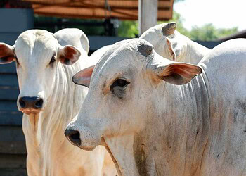 Governo federal decide suspender vacinação contra febre aftosa no Acre em maio