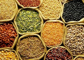Sementes crioulas garantem diversidade genética e valorização do conhecimento tradicional