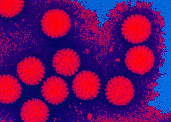 Acre salta para 115 casos de coronavírus; foram 14 novos registros nas últimas 24 horas