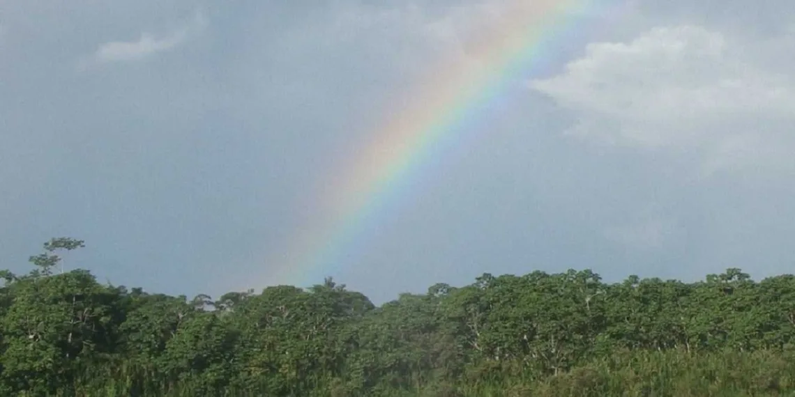 Estudo mostra desmatamento evitado na Terra Indígena Kaxinawá de Nova Olinda