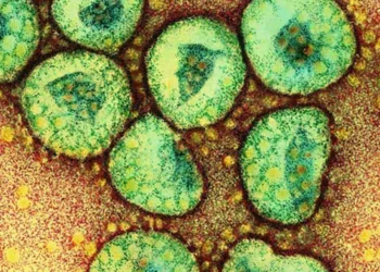 Corona viruses. Coloured transmission electron micrograph of a section through a cluster of corona viruses. The corona viruses (green) cause the common cold and gastroenteritis in humans. The corona virus received its name because of its characteristic setting sun appearance. This is provided by the projections (peplomers) studding the outer membrane of the virus. Beneath the outer membrane of each virus is the protein shell (green) called the capsid. This encloses the nucleoprotein (genetic material). Magnification: x117, 000 at 6x7cm size. x409, 500 at 10x8