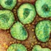 Corona viruses. Coloured transmission electron micrograph of a section through a cluster of corona viruses. The corona viruses (green) cause the common cold and gastroenteritis in humans. The corona virus received its name because of its characteristic setting sun appearance. This is provided by the projections (peplomers) studding the outer membrane of the virus. Beneath the outer membrane of each virus is the protein shell (green) called the capsid. This encloses the nucleoprotein (genetic material). Magnification: x117, 000 at 6x7cm size. x409, 500 at 10x8