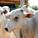 Foto: Acervo Secom Acre