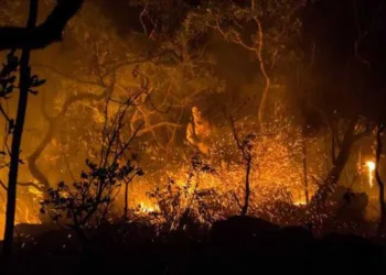 Qual o custo financeiro dos incêndios nas florestas acreanas?