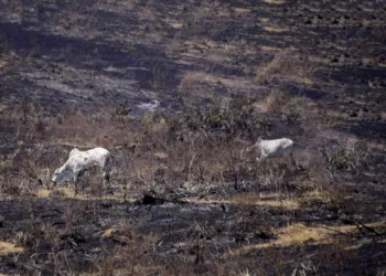 Queimadas aumentam quase 90% em Rio Branco durante isolamento social