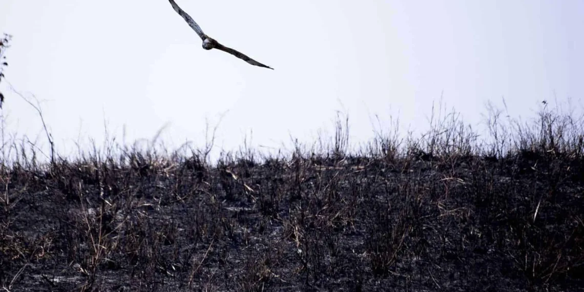 Autor de incêndio que cobriu parte da Capital é identificado e multado pela prefeitura