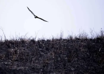 Autor de incêndio que cobriu parte da Capital é identificado e multado pela prefeitura