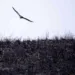 Autor de incêndio que cobriu parte da Capital é identificado e multado pela prefeitura