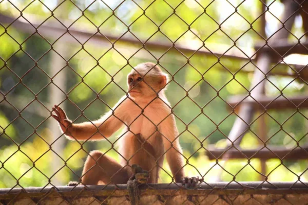 Parque Chico Mendes estará aberto para visitação no feriado desta segunda-feira