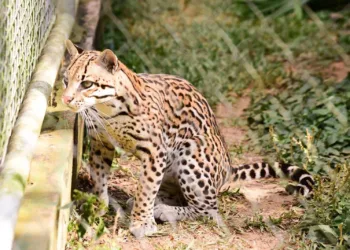 Mesmo fechado para visitação, Parque Chico Mendes mantém rotina de cuidados e atenção com animais