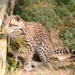 Mesmo fechado para visitação, Parque Chico Mendes mantém rotina de cuidados e atenção com animais