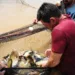 Sistema Fecomércio/AC, por meio do Mesa Brasil, acompanha retirada de peixes