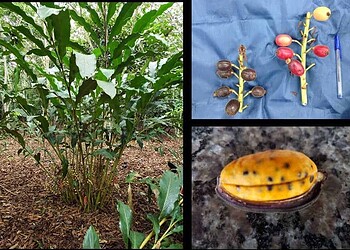 Estudo aborda uso e manejo de plantas alimentícias do povo Puyanawa