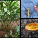 Estudo aborda uso e manejo de plantas alimentícias do povo Puyanawa