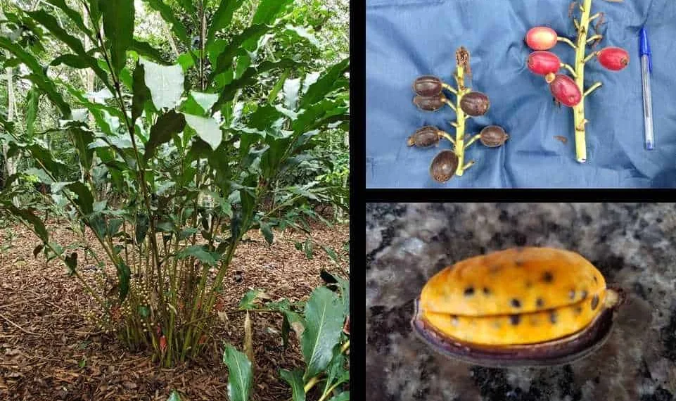 Estudo aborda uso e manejo de plantas alimentícias do povo Puyanawa