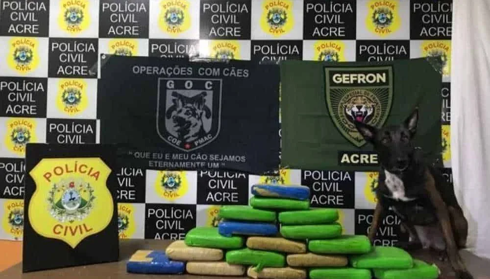 Polícia apreende 20 quilos de skunk escondidos em sacos de farinha em ônibus no interior do Acre (Foto: Divulgação / Polícia Civil)