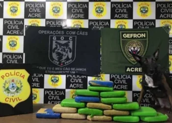 Polícia apreende 20 quilos de skunk escondidos em sacos de farinha em ônibus no interior do Acre (Foto: Divulgação / Polícia Civil)