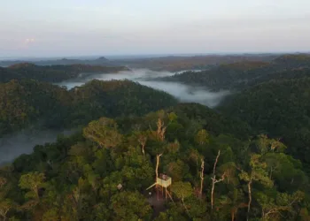 Dia da Amazônia é marcado por missões contra crimes ambientais no Acre