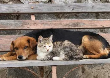 Cruzeiro do Sul aprova lei para controlar natalidade de cães e gatos
