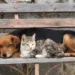 Ministério Público recomenda que Sena Madureira implante Centro de Zoonoses