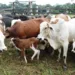 Foto: Bruno Pena Carvalho / Ascom Embrapa Acre