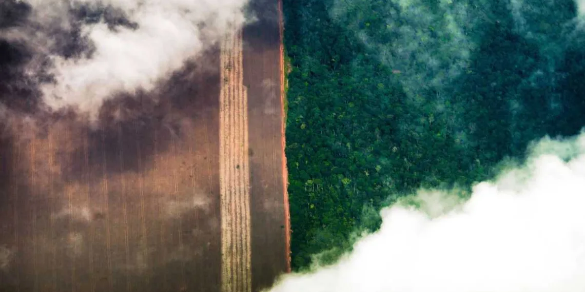 fotografia aérea Floresta amazônica, plantação