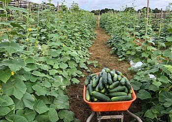 Fundo Amazônia apoia produção familiar de hortaliças no Juruá