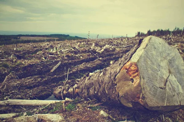 Área do tamanho da Holanda está sendo invadida para desmatamento no Acre, mostra relatório