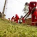 Prefeitura realiza a limpeza com roço, capina e retirada de entulhos de forma bem intensa (Foto: Cedida)