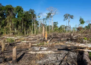 Amazônia Legal: Acre está entre os quatro estados que mais desmatou no mês de julho