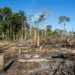 Amazônia Legal: Acre está entre os quatro estados que mais desmatou no mês de julho