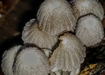 Pesquisadores descobrem 15 espécies de fungos na APA Lago do Amapá em Rio Branco