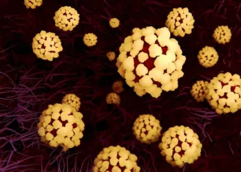 Illustration of coronavirus particles in the lung. Different strains of coronavirus are responsible for diseases such as the common cold, gastroenteritis and SARS (severe acute respiratory syndrome). A new coronavirus (2019-CoV) emerged in Wuhan, China, in December 2019. The virus causes a mild respiratory illness that can develop into pneumonia and be fatal in some cases. The coronaviruses take their name from their crown (corona) of surface proteins, which are used to attach and penetrate their host cells. Once inside the cells, the particles use the cells' machinery to make more copies of the virus.