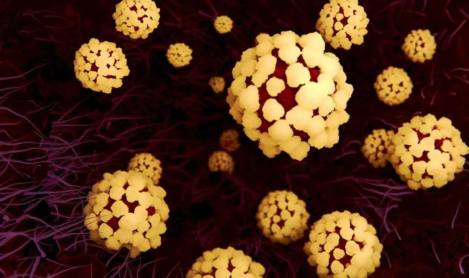 Illustration of coronavirus particles in the lung. Different strains of coronavirus are responsible for diseases such as the common cold, gastroenteritis and SARS (severe acute respiratory syndrome). A new coronavirus (2019-CoV) emerged in Wuhan, China, in December 2019. The virus causes a mild respiratory illness that can develop into pneumonia and be fatal in some cases. The coronaviruses take their name from their crown (corona) of surface proteins, which are used to attach and penetrate their host cells. Once inside the cells, the particles use the cells' machinery to make more copies of the virus.