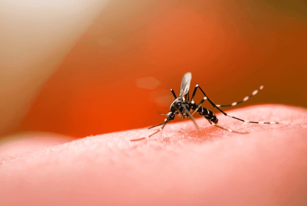 Com aumento dos casos de dengue no Acre, população deve ficar em alerta