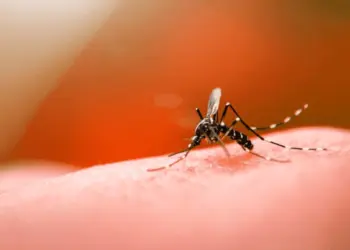 Com aumento dos casos de dengue no Acre, população deve ficar em alerta