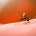Casos prováveis de dengue no Acre aumentaram quase 150% em um ano