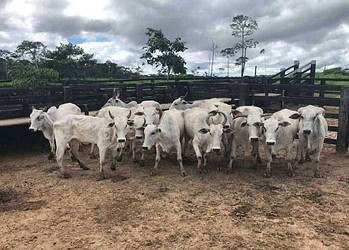 Em menos de 24 horas, Polícia Civil recupera 20 reses roubadas, prende receptador e apreende arma de fogo