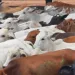 Polícia Civil do Acre recupera 196 cabeças de gado que foram furtadas