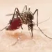 Acre registrou 8,6 mil casos suspeitos de dengue até 6/2; equipes do MS fazem visita técnica hoje