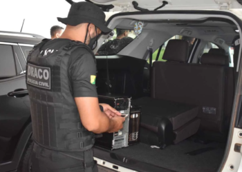 Polícia Civil e Idaf deflagram 2ª fase da “Operação Fake Bois” em Rio Branco, Senador Guiomard e Capixaba