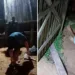 Polícia prende quatro faccionados no último fim de semana em Sena Madureira e Manoel Urbano