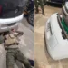 Equipe do Gefron apreende mais 6kg de entorpecente durante operação na BR-317