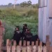 Polícia Civil cumpre mandados e encontra droga na parte alta de Rio Branco