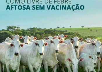 conquista da certificação de área livre de febre aftosa sem vacinação (Foto: Divulgação)
