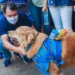 Aleac aprova projetos de Roberto Duarte que pune autor de maus tratos animais e que garante atendimento preferencial às pessoas com fibromialgia